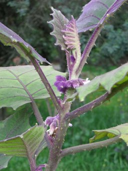 Solanum quitoense. Jardín Botánico "José Celestino Mutis", Bogotá.