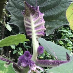 Solanum quitoense Lam. new growth