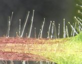 Solanum quitoense petiole trichomes