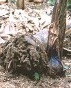 Banana: Toppling due to Radopholus similis