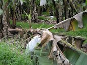 Toppling of banana