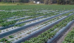 A strawberry field infested by Belonolaimus longicaudatus has patches of stunted plants