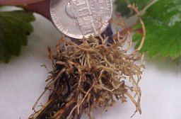 Strawberry roots damaged by Belonolaimus longicaudatus