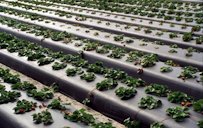 Strawberry plant stunting caused by the sting nematode (Belonolaimus longicaudatus). Note irregular or patchy field distribution of stunted plants rather than throughout the entire field.