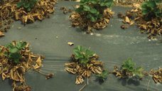 Progressive decline of strawberry due to sting nematode