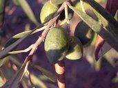 Olive tree fruits in August. They are full size, but still not ripe. Bela Vista, Lisboa, Portugal