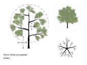 Olive-tree growing systems: globe form