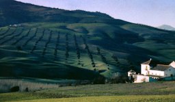 Farmhouse with olive groves, nr Alhama, Spain