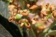 Very young fruits of an olive tree