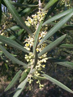 Olea europea (Olivo)  Rama en flor - Camino de Elche, Albatera (Alicante, Espana).