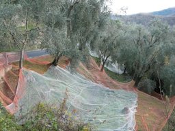 Ligurian olive harvest