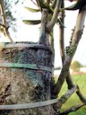 Grafting of olive tree (Olea europaea) Mallorca.