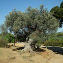 Olea europaea L., Sicilia, Itália.