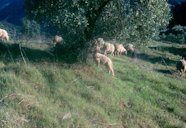 Olive trees, Olea europaea,  and browsing sheep, Andalusia, Spain.