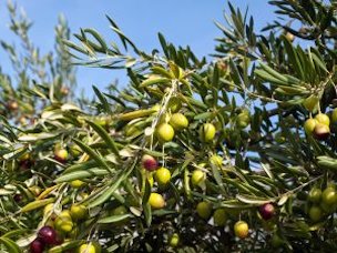 Olive tree