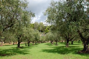 Olive trees