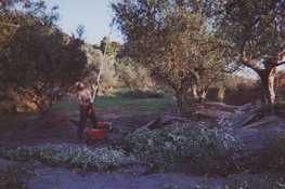 Handheld mechanical tools are often used to speed up the picking process.