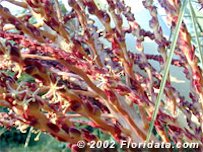 The Star-shaped Flowers of the Pindo Palm Look Like Underwater Creatures on a Coral Reef