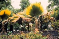 Magnesium deficiency on Pritchardia sp.