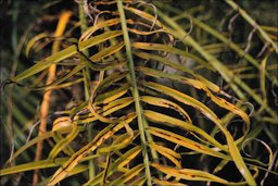 Manganese deficient new leaf of Phoenix roebelenii showing longitudinal necrotic streaking