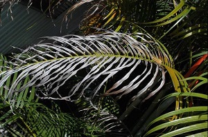 Leaf of areca palm (Dypsis lutescens) with severe K deficiency.