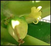 Carpelloid pentandria flower de-petalled showing incomplete fusion and exposed ovules.