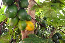 Carica papaya