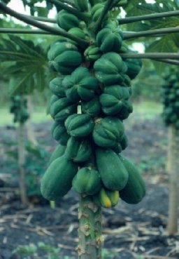 Carpellody or "cat-face" Fruits