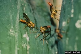 Papaya Fruit Fly Toxotrypana curvicauda Gerstaecker