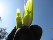 Female flower on right hemaphrodite flower on left