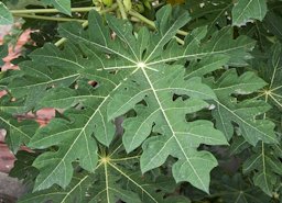 Papaya leaf