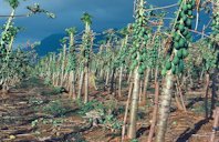 Hurricane damage to papaya