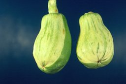 Variegation of papaya