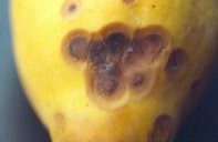 Sunken Lesions with Pinkish Spore Masses on Fruits