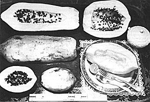 Papaya fruits vary in form, size, thickness, color and flavor of flesh. Favored types have little, if any, muskiness of odor.