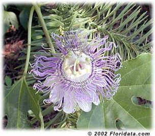 The beautifully intricate maypop flower