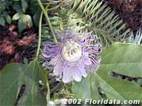 Maypop blossom