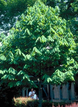 Young Asimina triloba: Pawpaw