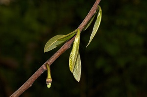 A small developing fruit. It is still to early to tell whether this is fertile. It still may be dropped from the tree at this point