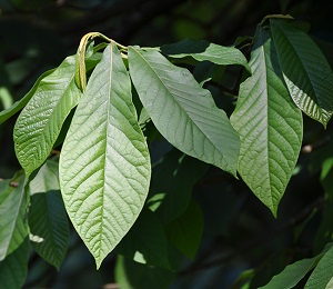 Asimina triloba