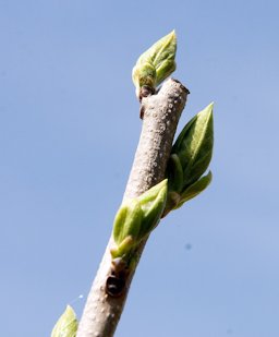 Diospyros kaki, Behnke Nurseries, Beltsville, MD USA