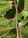 American persimmon, Trenton, FL, US