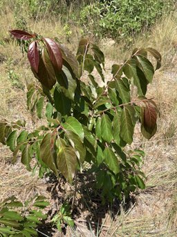 American persimmon, Trenton, FL, US