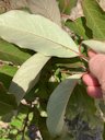 American persimmon, Trenton, FL, US