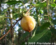 American persimmon fruit