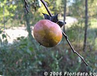 American persimmon fruit