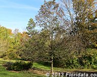 American persimmon tree (winter) Boone County (Kentucky) Arboretum