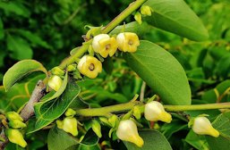 American Persimmon Blossoms, Kinder Farm Park in Millersville, Maryland