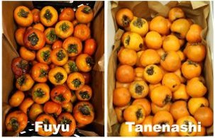 Japanese persimmon fruit: non-astringent variety ‘Fuyu’ (left) and astringent variety ‘Tanenashi’ (right).