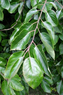 Feuilles du plaqueminier de Virginie (Diospyros virginiana)